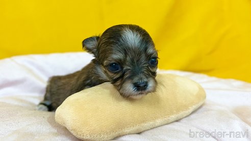 成約済の茨城県のチワマル:チワワ×マルチーズ-352049の3枚目