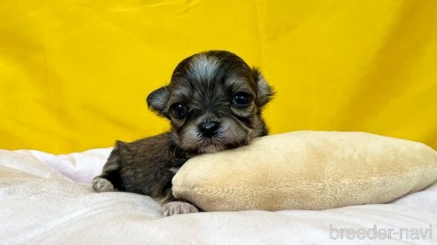 成約済の茨城県のチワマル:チワワ×マルチーズ-352049の4枚目