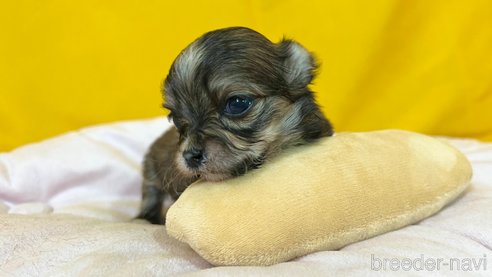 成約済の茨城県のチワマル:チワワ×マルチーズ-352049の5枚目