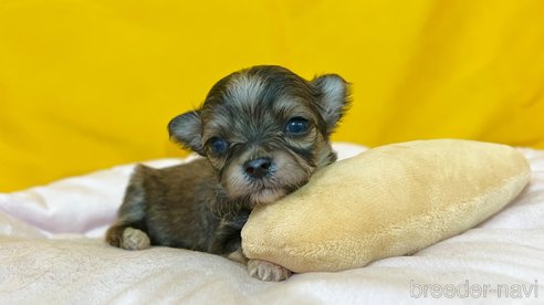 成約済の茨城県のチワマル:チワワ×マルチーズ-352049の6枚目