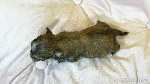 成約済の茨城県のチワマル:チワワ×マルチーズ-352049の7枚目