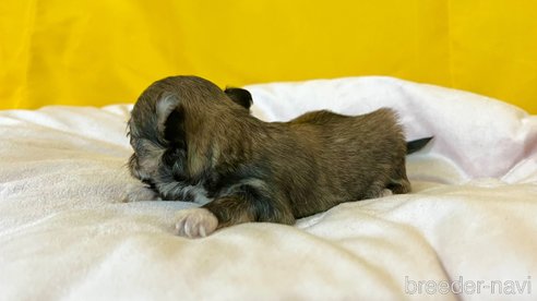 成約済の茨城県のチワマル:チワワ×マルチーズ-352049の8枚目