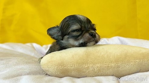 成約済の茨城県のチワマル:チワワ×マルチーズ-352049の2枚目
