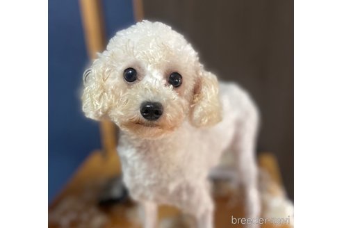 おもちちゃん1枚目