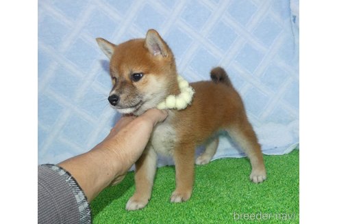 成約済の静岡県の柴犬-348043の4枚目