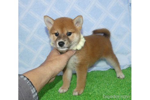 成約済の静岡県の柴犬-348043の3枚目