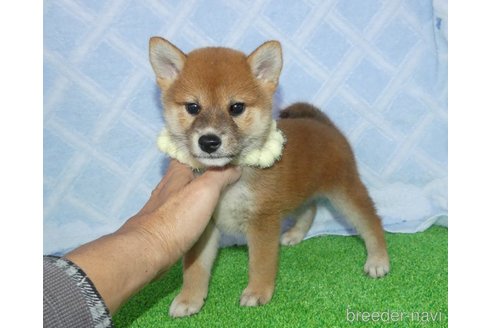 成約済の静岡県の柴犬-348043の2枚目
