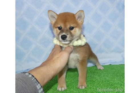 成約済の静岡県の柴犬-348043の1枚目