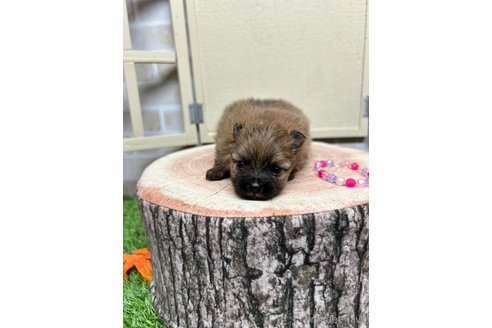 成約済の北海道のポメラニアン-351034の11枚目