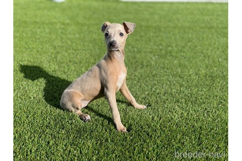 成約済の愛知県のイタリアングレーハウンド(イタグレ)-352105の2枚目