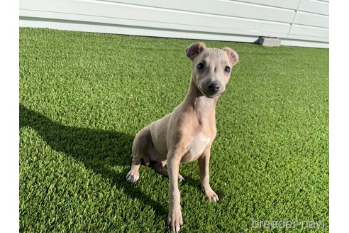 成約済の愛知県のイタリアングレーハウンド(イタグレ)-352105の3枚目