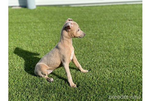 成約済の愛知県のイタリアングレーハウンド(イタグレ)-352105の4枚目