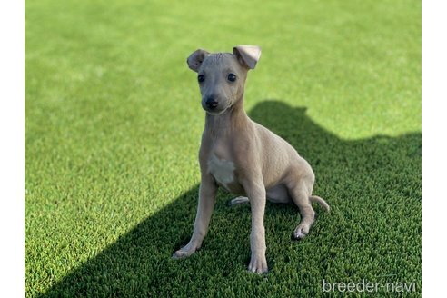 成約済の愛知県のイタリアングレーハウンド(イタグレ)-352105の1枚目