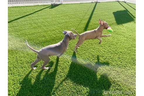 成約済の愛知県のイタリアングレーハウンド(イタグレ)-352105の6枚目