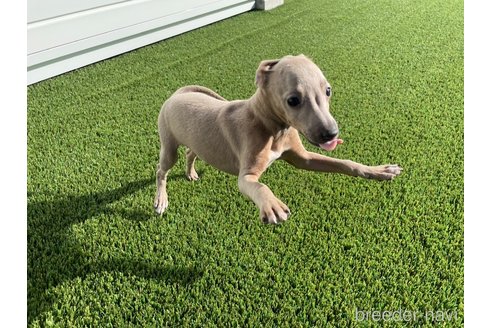 成約済の愛知県のイタリアングレーハウンド(イタグレ)-352105の8枚目