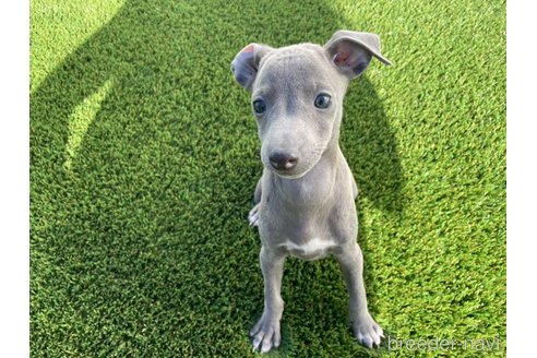 成約済の愛知県のイタリアングレーハウンド(イタグレ)-352110の2枚目