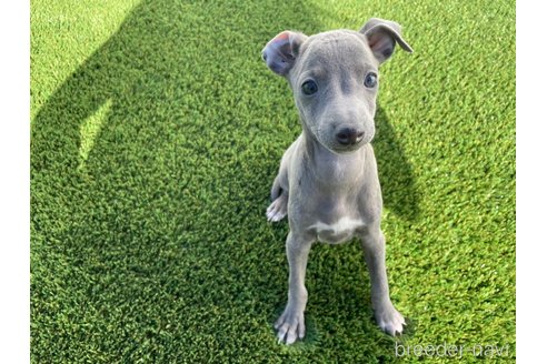 成約済の愛知県のイタリアングレーハウンド(イタグレ)-352110の1枚目