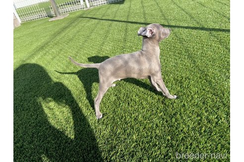 成約済の愛知県のイタリアングレーハウンド(イタグレ)-352110の3枚目