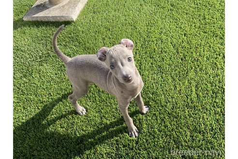成約済の愛知県のイタリアングレーハウンド(イタグレ)-352110の5枚目