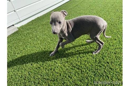 成約済の愛知県のイタリアングレーハウンド(イタグレ)-352110の6枚目