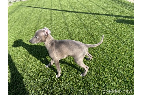 成約済の愛知県のイタリアングレーハウンド(イタグレ)-352110の7枚目