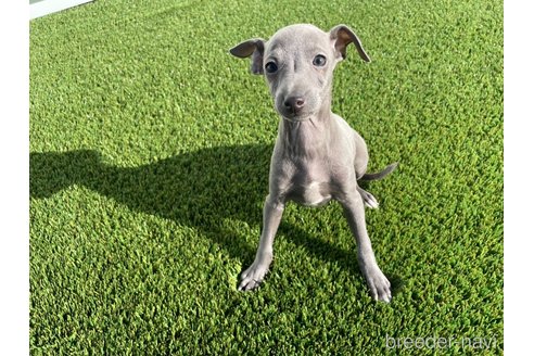 成約済の愛知県のイタリアングレーハウンド(イタグレ)-352114の1枚目