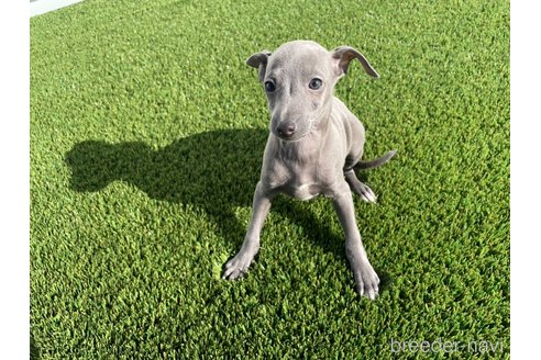 成約済の愛知県のイタリアングレーハウンド(イタグレ)-352114の7枚目