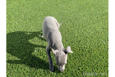 成約済の愛知県のイタリアングレーハウンド(イタグレ)-352114の5枚目