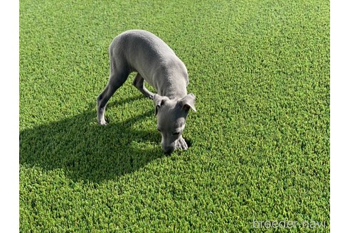 成約済の愛知県のイタリアングレーハウンド(イタグレ)-352114の8枚目