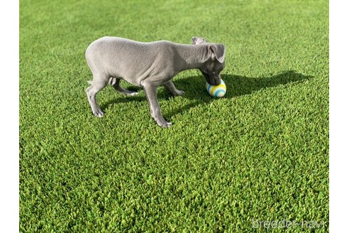 成約済の愛知県のイタリアングレーハウンド(イタグレ)-352114の2枚目