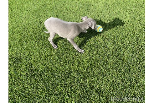成約済の愛知県のイタリアングレーハウンド(イタグレ)-352114の3枚目