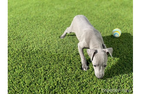 成約済の愛知県のイタリアングレーハウンド(イタグレ)-352114の4枚目