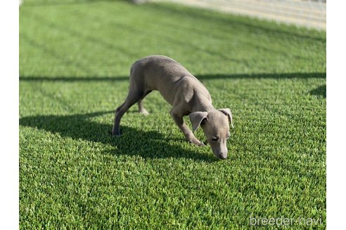 成約済の愛知県のイタリアングレーハウンド(イタグレ)-352116の5枚目