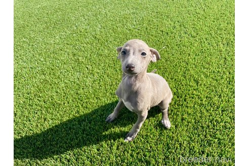 成約済の愛知県のイタリアングレーハウンド(イタグレ)-352116の8枚目