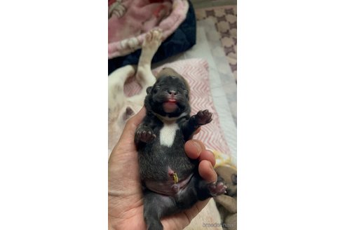 販売中の愛知県のフレンチブルドッグ-351495の17枚目