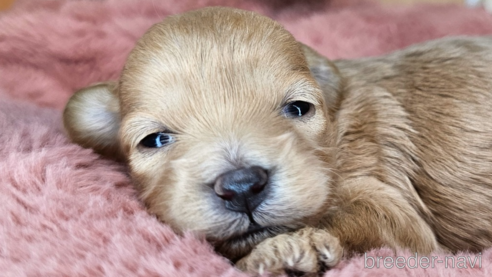 成約済の愛知県のミックス犬-349830の41枚目