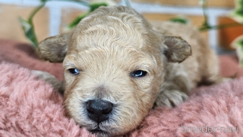 成約済の愛知県のミックス犬-349817の25枚目