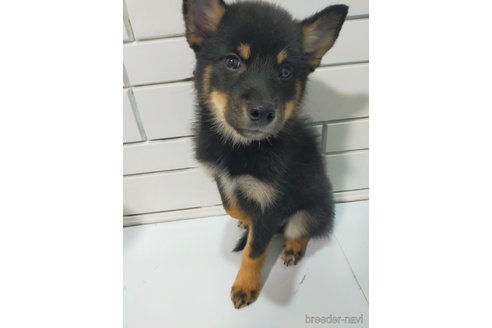 成約済の宮崎県の柴犬-352166の3枚目