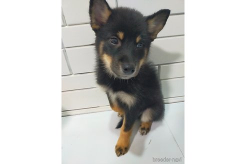 成約済の宮崎県の柴犬-352166の2枚目