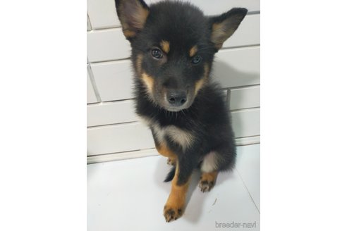 成約済の宮崎県の柴犬-352166の1枚目