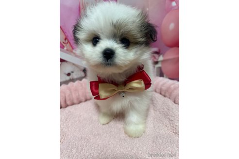 成約済の埼玉県のミックス犬-352179の5枚目