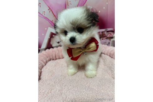 成約済の埼玉県のミックス犬-352179の2枚目