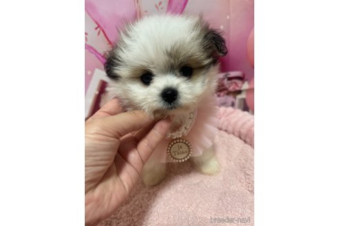 成約済の埼玉県のミックス犬-352179の4枚目