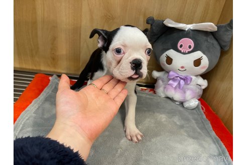 成約済の愛知県のボストンテリア-352180の4枚目