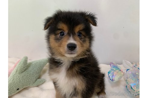 成約済の東京都のミックス犬-352181の14枚目
