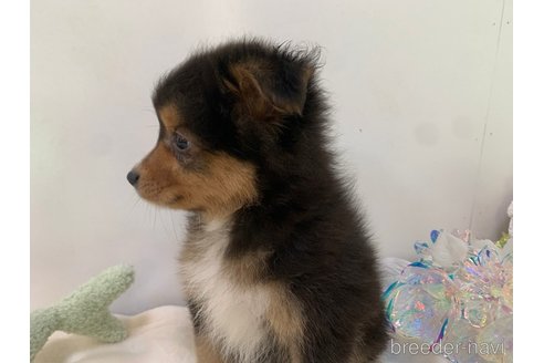 成約済の東京都のミックス犬-352181の17枚目