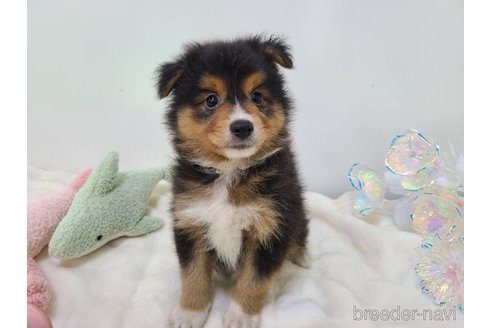 成約済の東京都のミックス犬-352181の16枚目