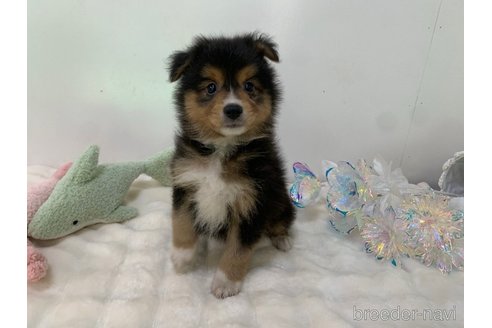 成約済の東京都のミックス犬-352181の15枚目