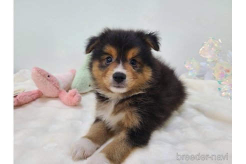 成約済の東京都のミックス犬-352181の13枚目
