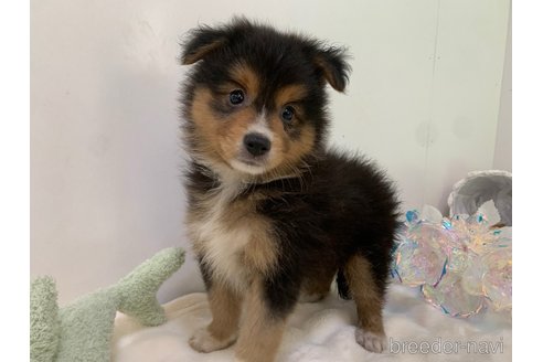 成約済の東京都のミックス犬-352181の12枚目